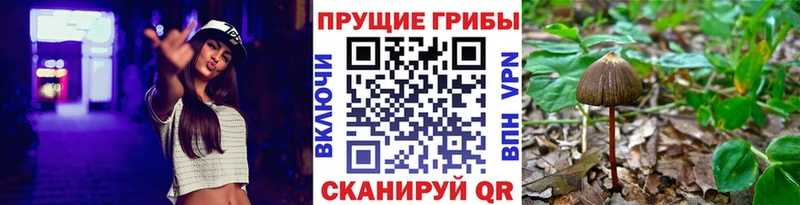 Псилоцибиновые грибы GOLDEN TEACHER  Костерёво 